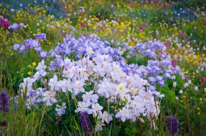 An awesome display of White and Blue Colorado Columbine. The white columbine is a rare sight in the mountains of Colorado. ©Kit Frost