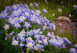Columbine grows in large bunches in high altitude basins. We share this and many more locations during our Wildflowers Photography Workshop. © Kit Frost