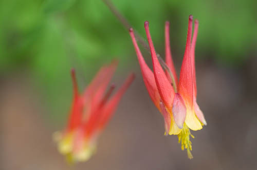 For Macro-CloseUp photos, I tend to favor my Nikon 60mm macro.  In this image I am isolating the foreground columbine from the soft focus background. ©Kit Frost