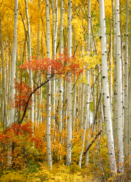 It's always surprising to see the mix of color in our golden aspen forests. Let the landscape show off to you and photograph this awesome display. ©Kit Frost